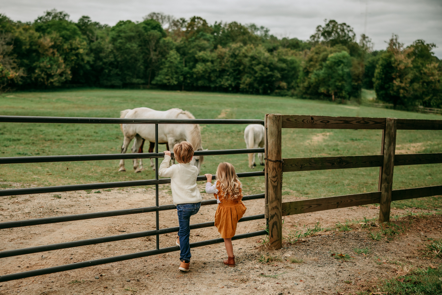boy and girl looking at horses during Tanglewood park family photo session